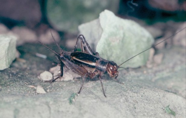 The striped ground cricket, *Allonemobius fasciatus*