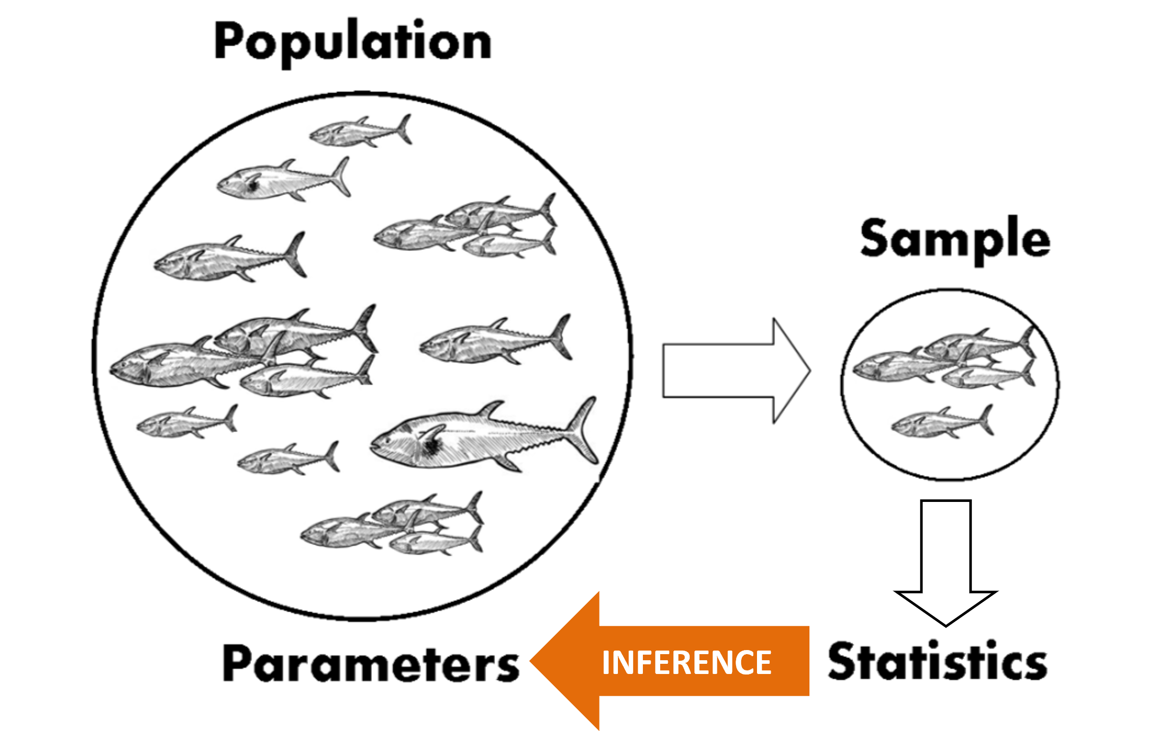 Statistical inference from a sample to a population of fish