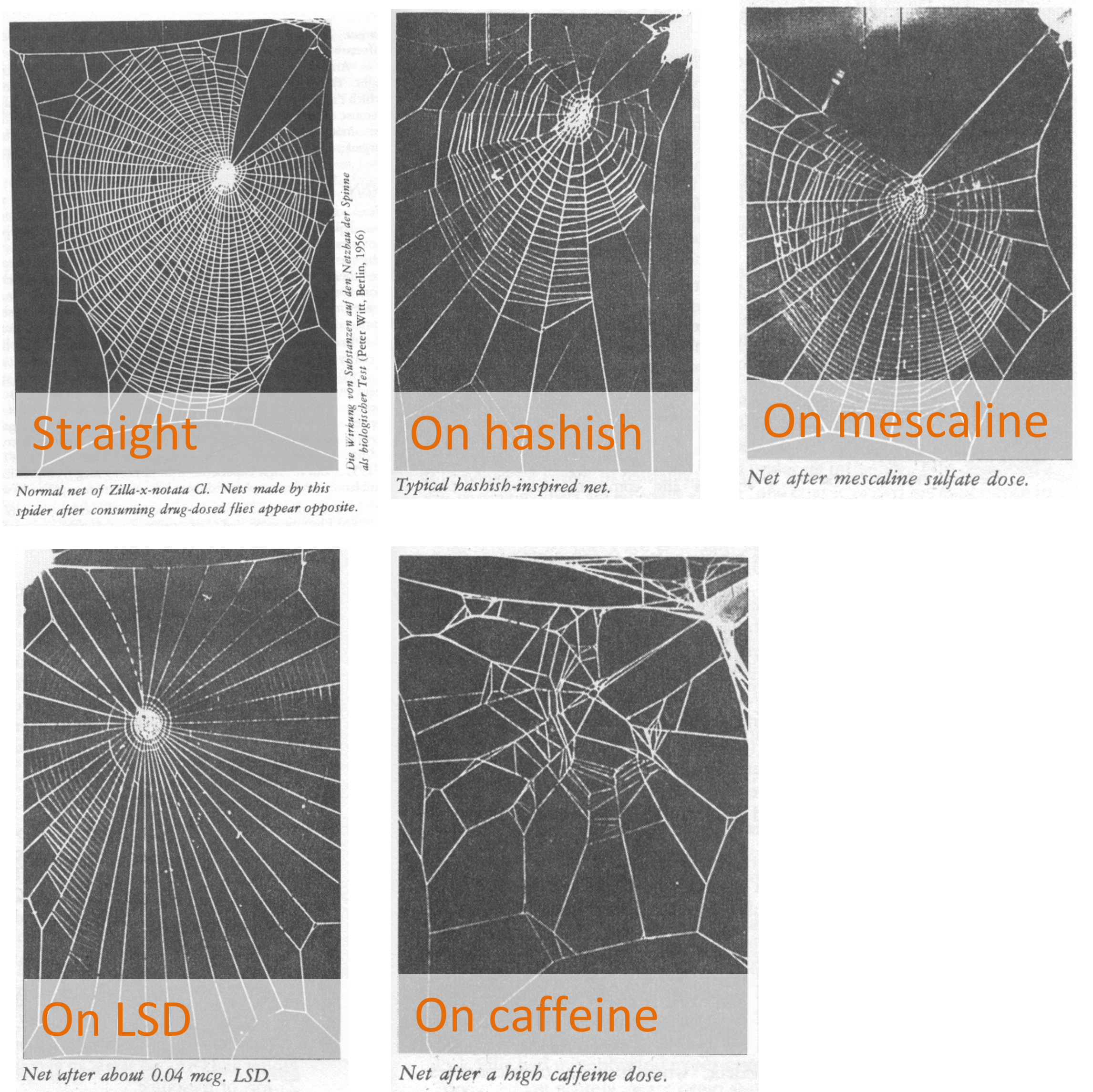 Some examples of webs made by spiders dosed with various intoxicants